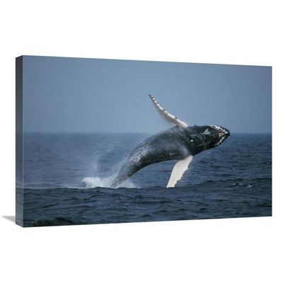 20 x 30 in. Humpback Whale Breaching, Stellwagen Bank Nms, Cape Cod, Massachusetts Art Print - Hiroya Minakuchi