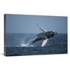 20 x 30 in. Humpback Whale Breaching, Stellwagen Bank Nms, Cape Cod, Massachusetts Art Print - Hiroya Minakuchi view 1