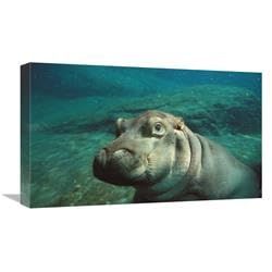 22 in. East African River Hippopotamus Baby Underwater, Native to Africa Art Print - San Diego Zoo