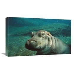 22 in. East African River Hippopotamus Baby Underwater, Native to Africa Art Print - San Diego Zoo