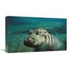 22 in. East African River Hippopotamus Baby Underwater, Native to Africa Art Print - San Diego Zoo view 1