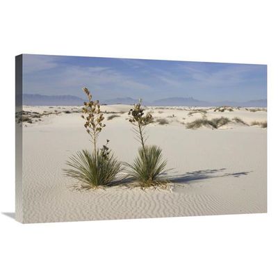 20 x 30 in. Soaptree Yuccas in Gypsum Sand, White Sands National Monument, New Mexico Art Print - Konrad Wothe