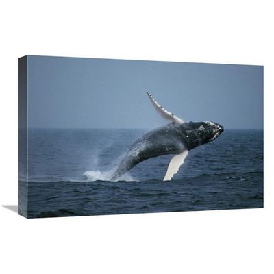 16 x 24 in. Humpback Whale Breaching, Stellwagen Bank Nms, Cape Cod, Massachusetts Art Print - Hiroya Minakuchi