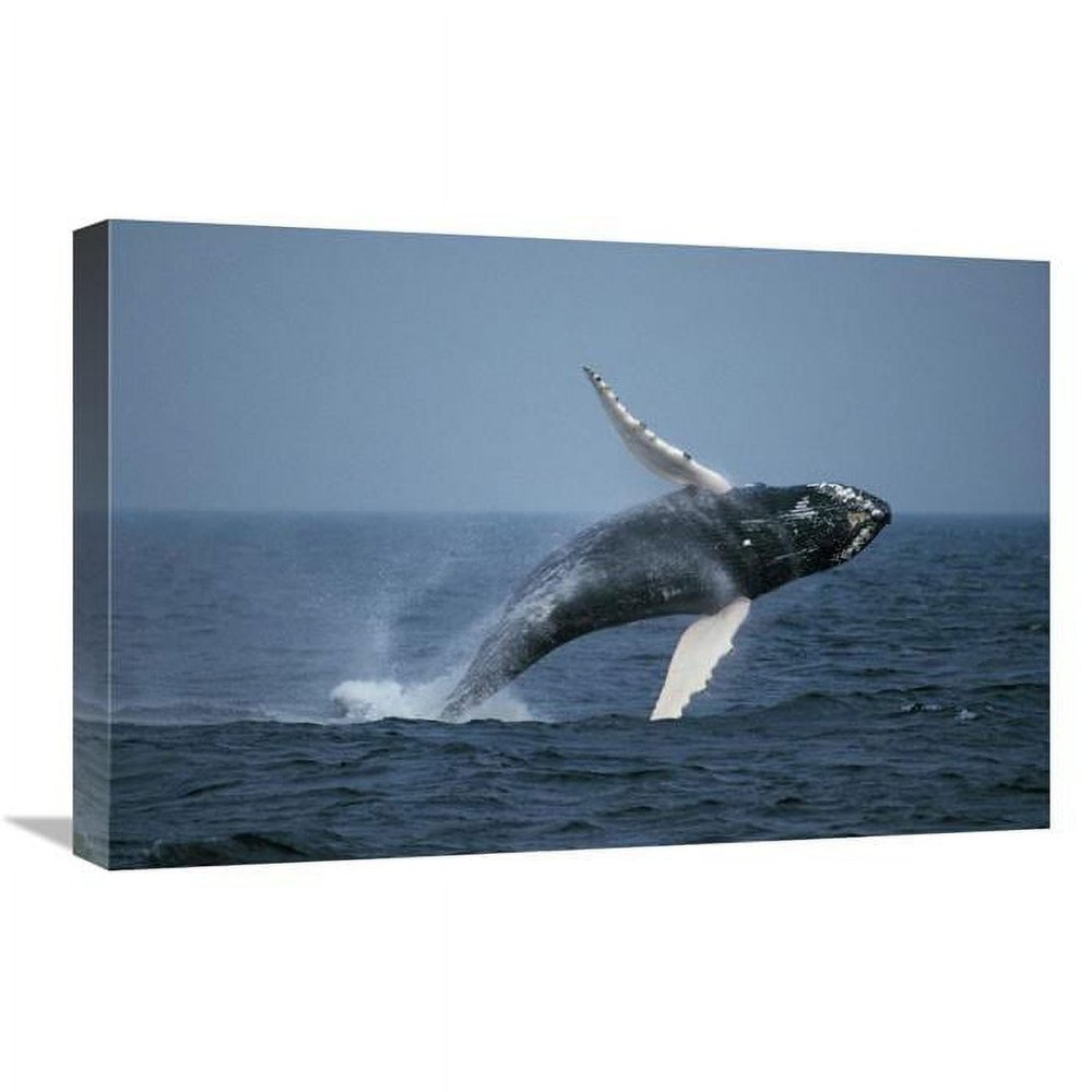 16 x 24 in. Humpback Whale Breaching, Stellwagen Bank Nms, Cape Cod, Massachusetts Art Print - Hiroya Minakuchi