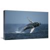16 x 24 in. Humpback Whale Breaching, Stellwagen Bank Nms, Cape Cod, Massachusetts Art Print - Hiroya Minakuchi view 1