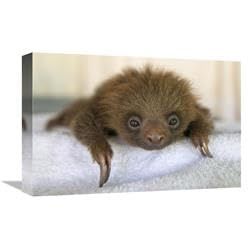 12 x 18 in. Hoffmanns Two-Toed Sloth Orphaned Baby, Aviarios Sloth Sanctuary, Costa Rica Art Print - Suzi Eszterhas