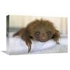 12 x 18 in. Hoffmanns Two-Toed Sloth Orphaned Baby, Aviarios Sloth Sanctuary, Costa Rica Art Print - Suzi Eszterhas view 1