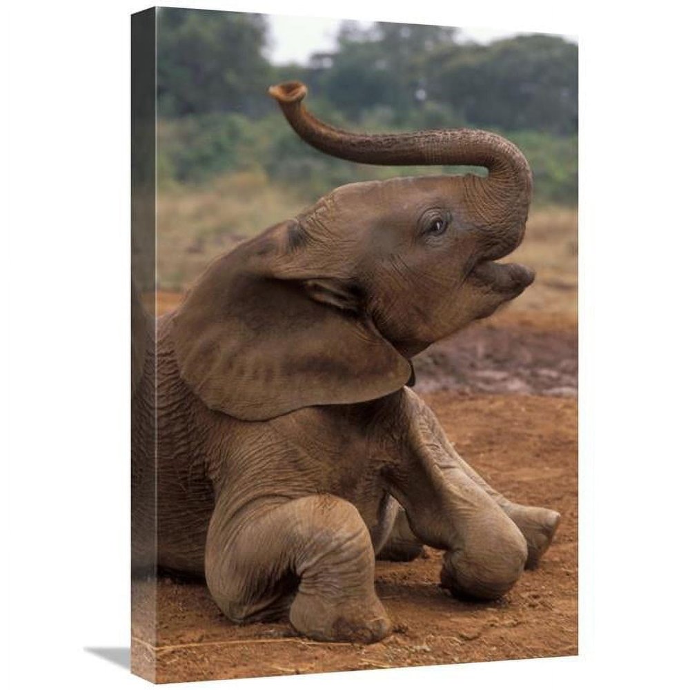 16 x 24 in. Orphan Baby Mwega Playing at Mud Bath, Tsavo East NP, Kenya Art Print - Gerry Ellis