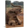 16 x 24 in. Orphan Baby Mwega Playing at Mud Bath, Tsavo East NP, Kenya Art Print - Gerry Ellis view 1