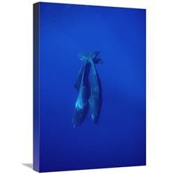 16 x 24 in. Sperm Whale Trio Diving, Sri Lanka Art Print - Flip Nicklin