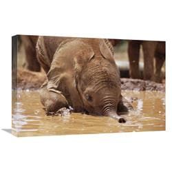 16 x 24 in. Orphaned Baby Isholta Playing in Mud Bath, Tsavo East NP, Kenya Art Print - Gerry Ellis