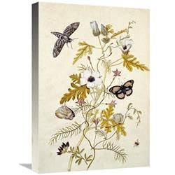 22 in. Scabious & a Cupid Flower Art Print - Thomas Robins Jr.