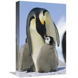 12 x 18 in. Emperor Penguin Parent Feeding Chick, Antarctica Art Print - Konrad Wothe