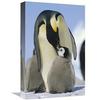 12 x 18 in. Emperor Penguin Parent Feeding Chick, Antarctica Art Print - Konrad Wothe view 1