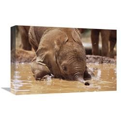 12 x 18 in. Orphaned Baby Isholta Playing in Mud Bath, Tsavo East NP, Kenya Art Print - Gerry Ellis
