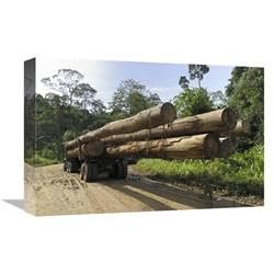 12 x 18 in. Truck with Timber from A Logging Area, Danum Valley Conservation Area, Borneo, Malaysia Art Print - Thomas Marent
