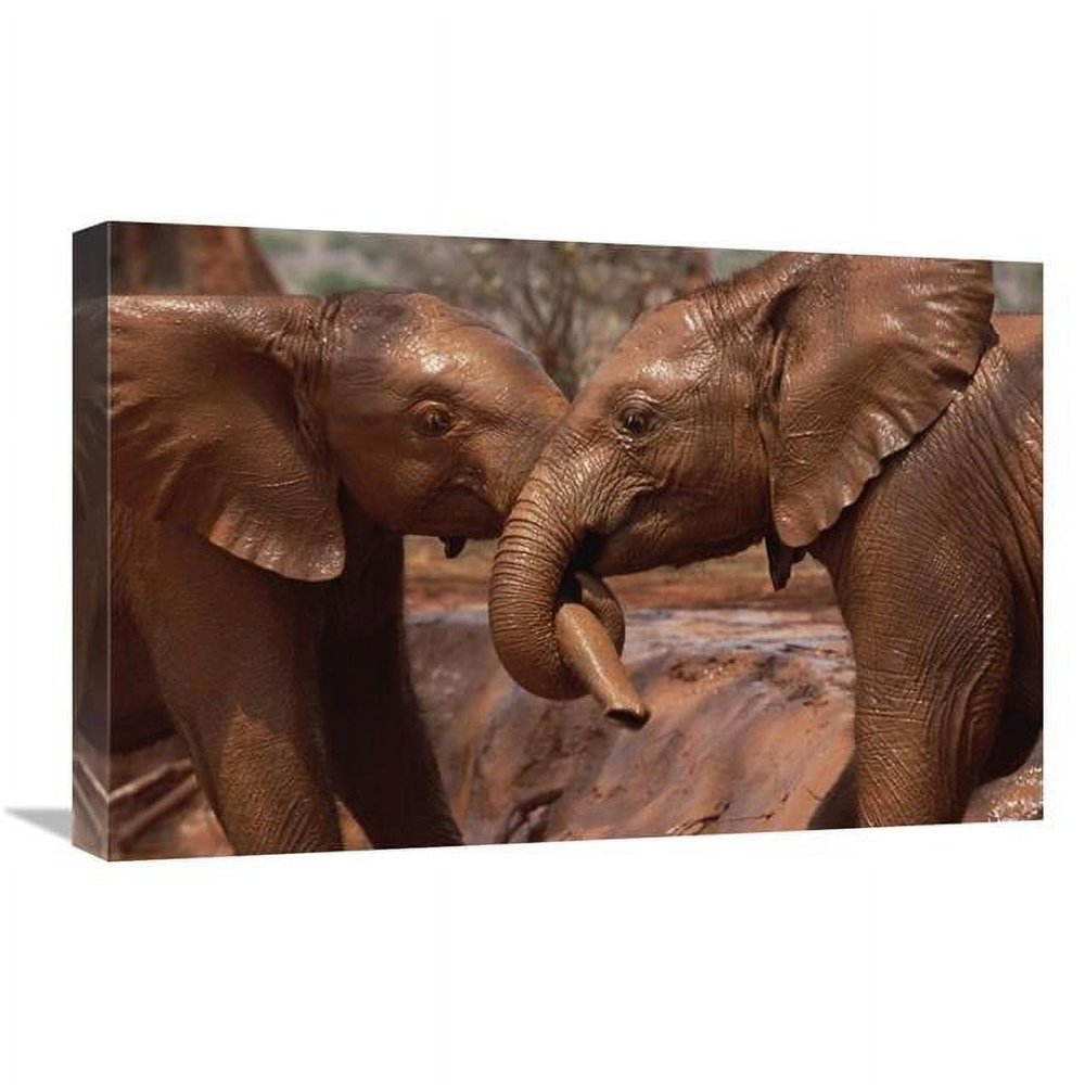 16 x 24 in. Orphans Natumi & Idle Playing in Mud Bath Tsavo East NP Kenya Art Print - Gerry Ellis