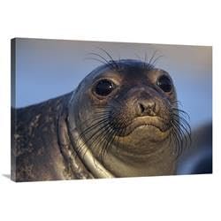 36 in. Northern Elephant Seal Pup, North America Art Print - Tim Fitzharris