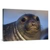 36 in. Northern Elephant Seal Pup, North America Art Print - Tim Fitzharris view 1