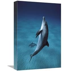 12 x 18 in. Atlantic Spotted Dolphin Pair Swimming Underwater, Little Bahama Bank, Bahamas, Caribbean Art Print - Hiroya Minakuchi