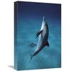 12 x 18 in. Atlantic Spotted Dolphin Pair Swimming Underwater, Little Bahama Bank, Bahamas, Caribbean Art Print - Hiroya Minakuchi view 1