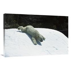 24 x 36 in. Polar Bear Sliding Down Snow Bank, Native to Canada Art Print - San Diego Zoo