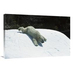 24 x 36 in. Polar Bear Sliding Down Snow Bank, Native to Canada Art Print - San Diego Zoo