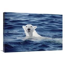 24 x 36 in. Polar Bear Swimming, Baffin Island, Nunavut, Canada Art Print - Flip Nicklin