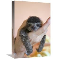 12 x 18 in. Brown-Throated Three-Toed Sloth Baby, Aviarios Sloth Sanctuary, Costa Rica Art Print - Suzi Eszterhas