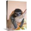 12 x 18 in. Brown-Throated Three-Toed Sloth Baby, Aviarios Sloth Sanctuary, Costa Rica Art Print - Suzi Eszterhas view 1