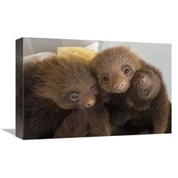 12 x 18 in. Hoffmanns Two-Toed Sloth Orphaned Babies, Aviarios Sloth Sanctuary, Costa Rica Art Print - Suzi Eszterhas