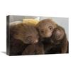 12 x 18 in. Hoffmanns Two-Toed Sloth Orphaned Babies, Aviarios Sloth Sanctuary, Costa Rica Art Print - Suzi Eszterhas view 1