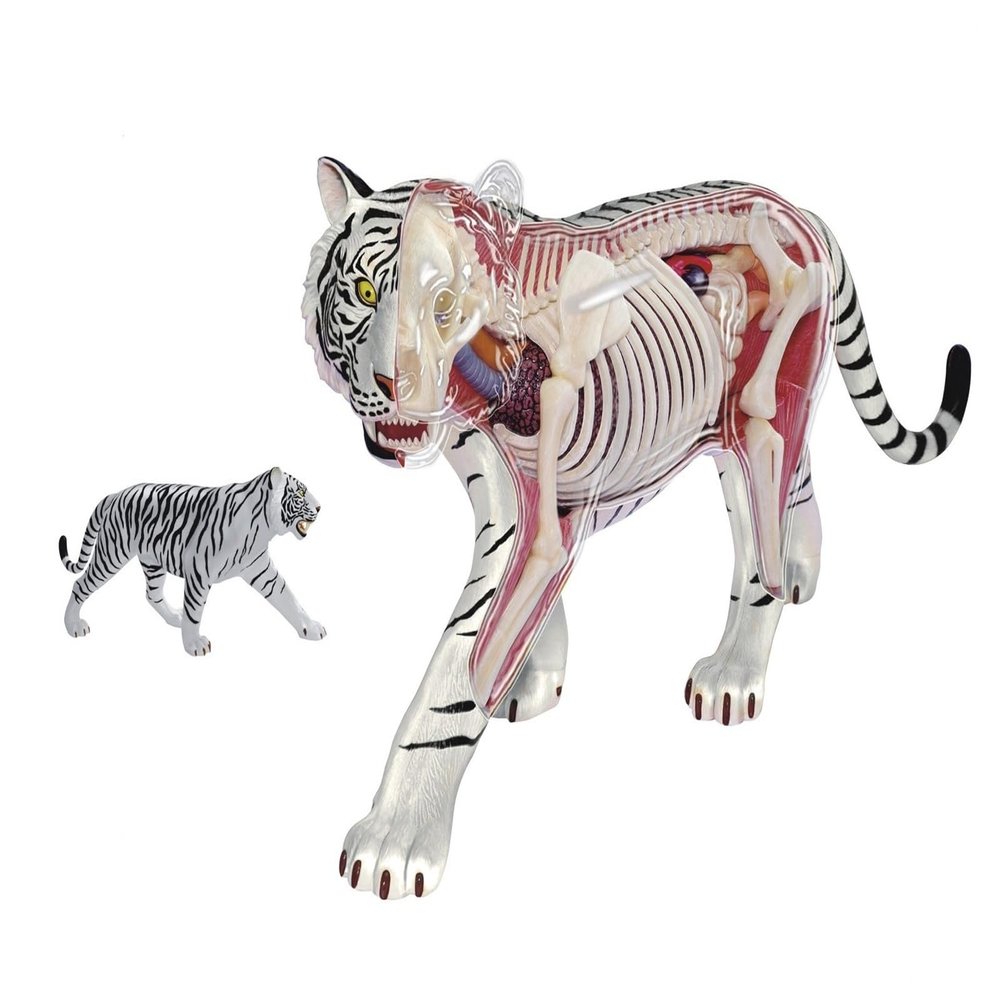 4D Vision Tiger Anatomy Model, Tiger Intelligence Skeleton Specimen Model with Fully Detachable 28 Organs and Body Parts, Three Dimensional Puzzle Tiger Anatomical Model