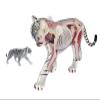 4D Vision Tiger Anatomy Model, Tiger Intelligence Skeleton Specimen Model with Fully Detachable 28 Organs and Body Parts, Three Dimensional Puzzle Tiger Anatomical Model view 1