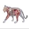 4D Vision Tiger Anatomy Model, Tiger Intelligence Skeleton Specimen Model with Fully Detachable 28 Organs and Body Parts, Three Dimensional Puzzle Tiger Anatomical Model view 3