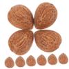 GALPADA 5sets 10pcs Lifelike Faux Almonds Decorative Food Models for Home Office Display Realistic Photography Props Simulation Almonds Crafts 10pcs*5 view 1