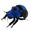 FRANKIEZHOU Realistic Bombus Plush Animal - Blue 12 Inch,Bee Plush Toy, Beautiful Bumblebee Toy for Kids, Home Decor, Cuddle Toy view 1