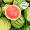 Back to The Roots Organic Watermelon Grow Kit view 4