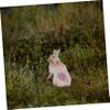 JOINPAYA 2pcs Bunny Dog Clothing Pet Apparel Rabbit Costume Vest Fun for Parties view 3