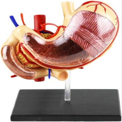 1:1 Life Size Human Stomach Model Human Organ Anatomical Model Medical Anatomical Stomach Model Human Digestive Organs Stomach & Pancreas Model for Medical Educational