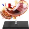 1:1 Life Size Human Stomach Model Human Organ Anatomical Model Medical Anatomical Stomach Model Human Digestive Organs Stomach & Pancreas Model for Medical Educational view 1