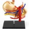 1:1 Life Size Human Stomach Model Human Organ Anatomical Model Medical Anatomical Stomach Model Human Digestive Organs Stomach & Pancreas Model for Medical Educational view 2