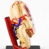 1:1 Life Size Human Stomach Model Human Organ Anatomical Model Medical Anatomical Stomach Model Human Digestive Organs Stomach & Pancreas Model for Medical Educational view 3