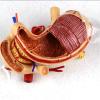 1:1 Life Size Human Stomach Model Human Organ Anatomical Model Medical Anatomical Stomach Model Human Digestive Organs Stomach & Pancreas Model for Medical Educational view 4