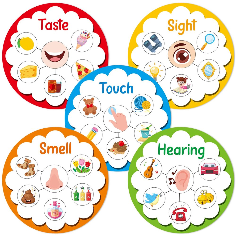 5 Senses Learning Activity for Kids Educational Teacher Supplies Five Senses Sorting Cards Learning Game Develop Fine Motor Skills for Toddlers Preschoolers and Kindergarteners Homeschool Must Haves