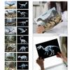 16 Animal X-Ray Set, Educational Science Kit for Kids to Explore Bone Structures for Lightstand Accessories, Light and Shadow Areas (Dinosaur Series) view 4