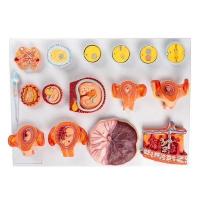 16-Part Egg Fertilization and Development Process Model, Anatomically Accurate, with Digital Identification, for Medical Teaching Demonstration
