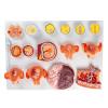 16-Part Egg Fertilization and Development Process Model, Anatomically Accurate, with Digital Identification, for Medical Teaching Demonstration view 1