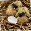 BAZEITFLOW 30Pcs Realistic Pigeon Eggs Water Injection Fake Eggs for Bird Hatching for DIY Crafts Easter Decorations and Nest Training view 4