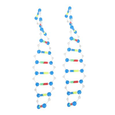 Abaodam 2pcs DNA Double Helix Structure Model Kit Educational Teaching Tool for Biology Science Components for DNA Assembly for High School University Classes
